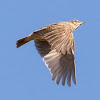 Water Pipit; Bisbita Ribereño