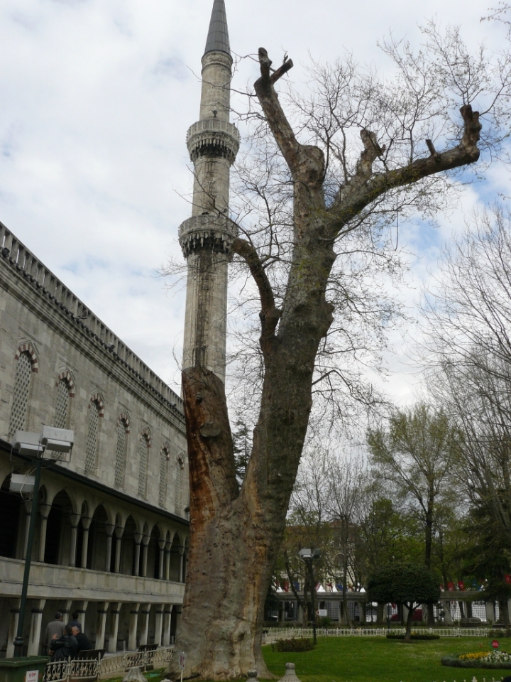 Albero o minareto? di antoinette70