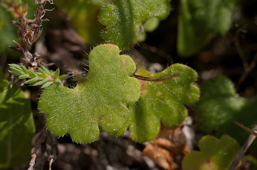 Saxifraga granulata