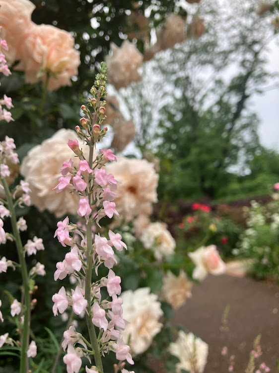 エクリプスクロスのドライブ・森林公園・薔薇・国営武蔵丘陵森林公園に関するカスタム事例の投稿画像5枚目