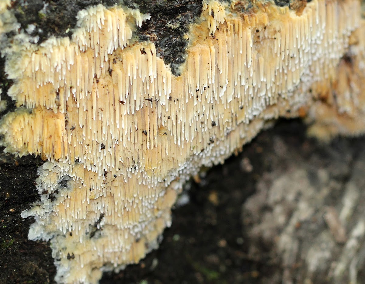 Hydnoid Fungus