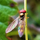 American hoverfly