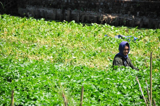 A man collects his harvest from a vegetable plot that is also a putrid water hole just outside of Yangon. The World Bank estimates that at least 32 percent of all children below five years of age in Myanmar suffer from malnutrition. Credit: Amantha Perera/IPS