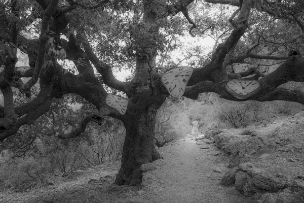 L'albero delle occasioni perdute di Andrea Calò