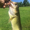 Largemouth Bass