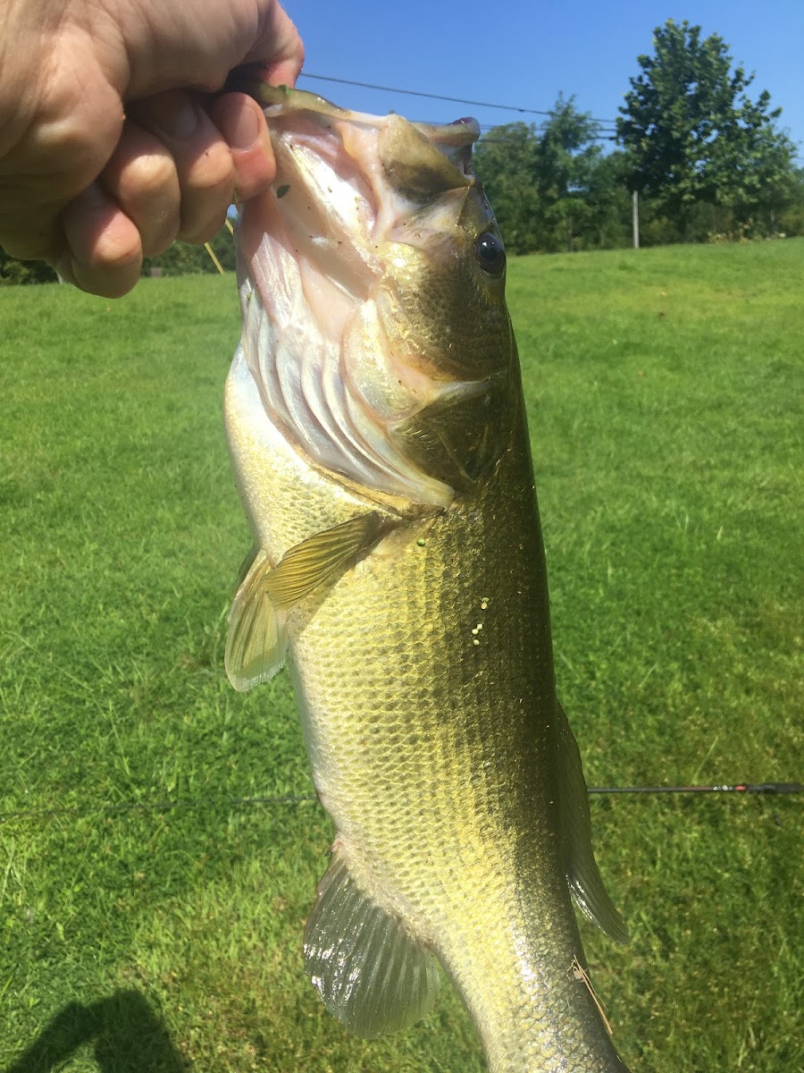 Largemouth Bass