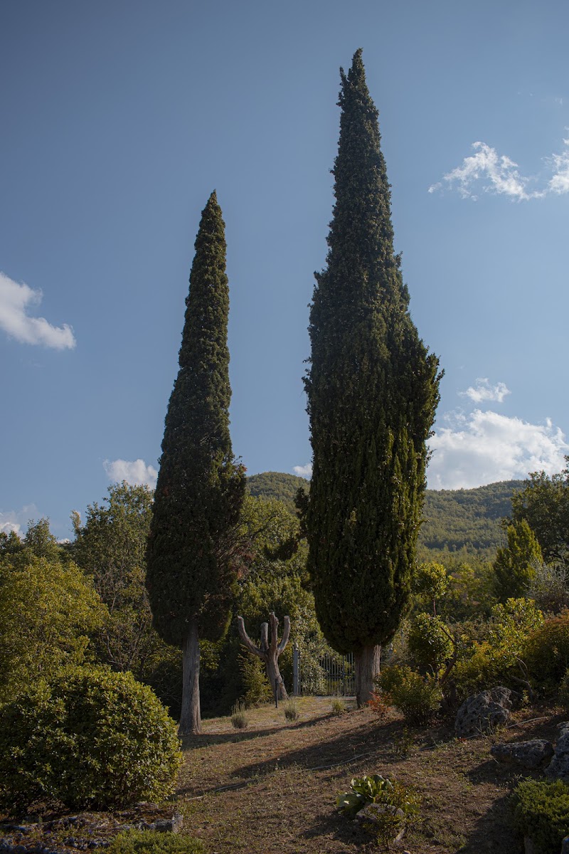 CIPRESSI di attilio_corso