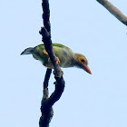 Barbet