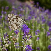 Melanargia su Lavanda italiana di 