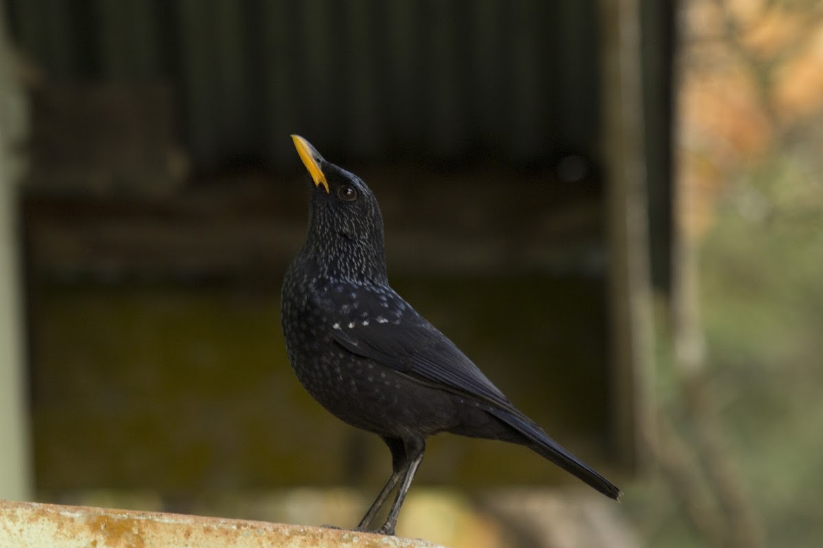 Blue whistling thrush