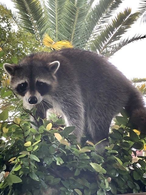 raccoon