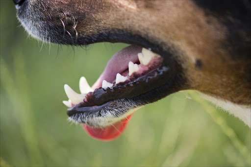 Concern over rabies scare in KwaZulu-Natal. Image: Stock image