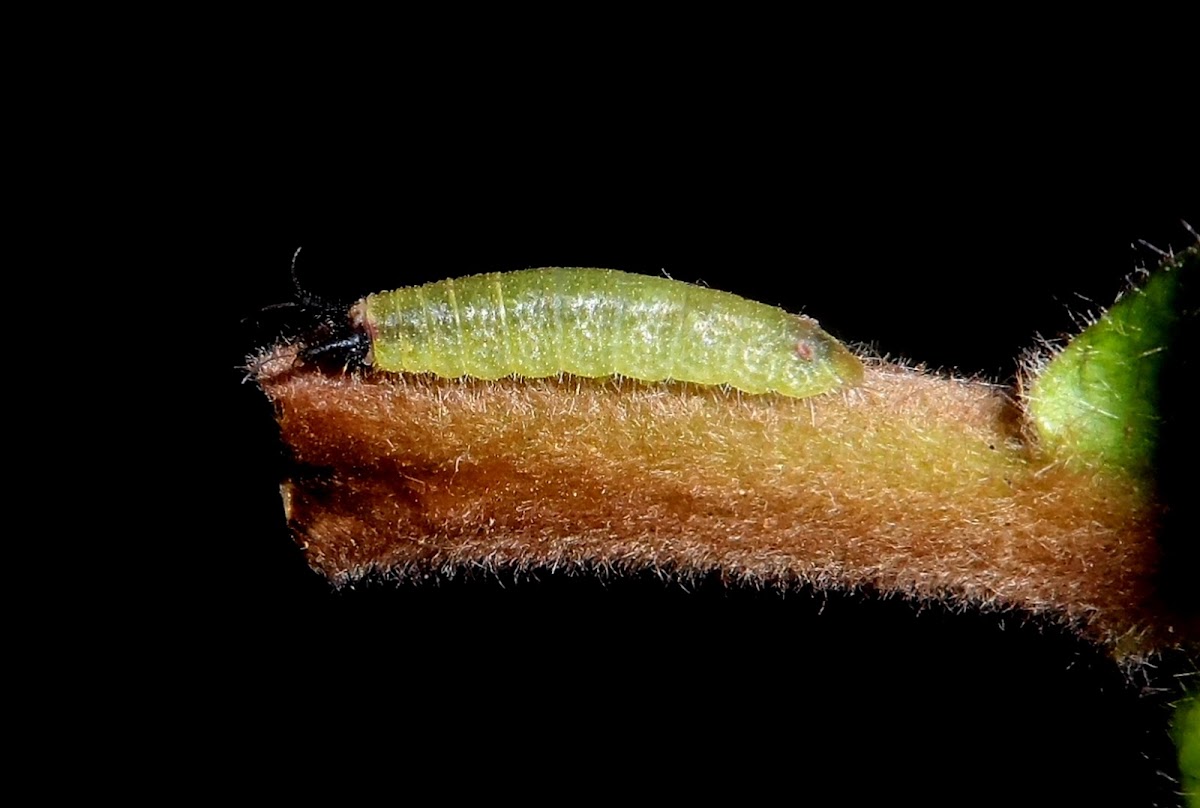 Calyce Metalmark Caterpillar