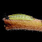 Calyce Metalmark Caterpillar