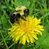 Carpenter bee