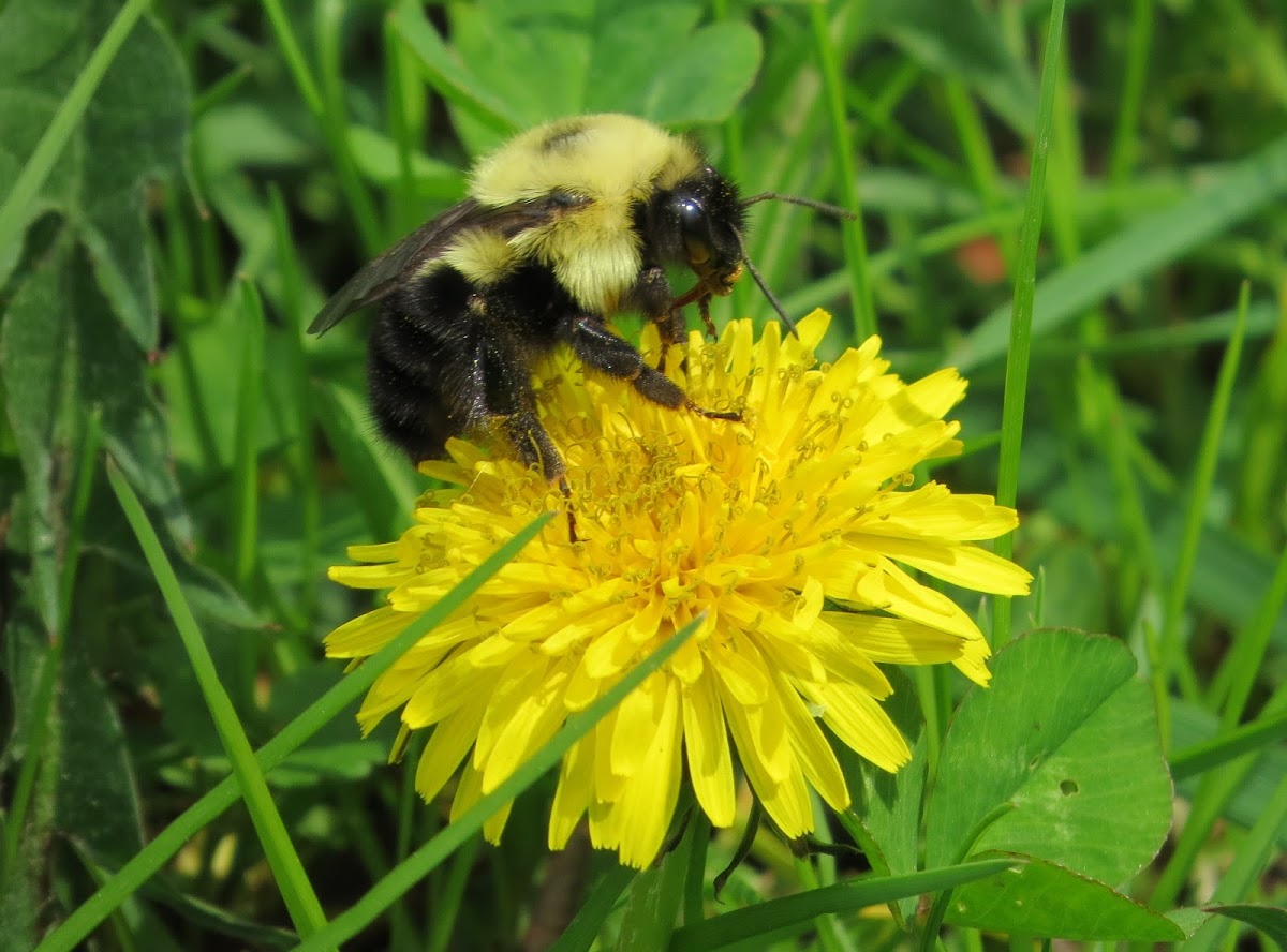 Carpenter bee