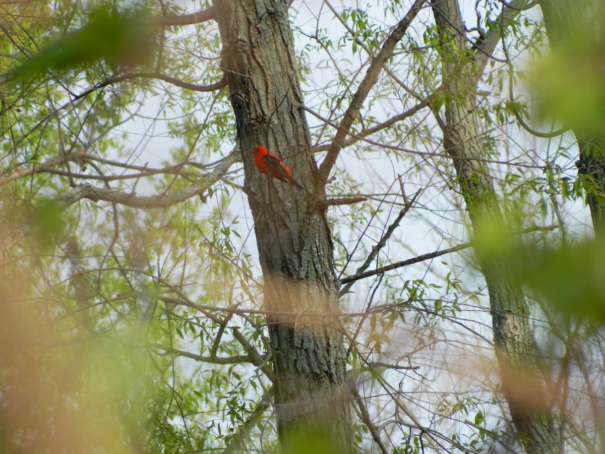 Scarlet Tanager