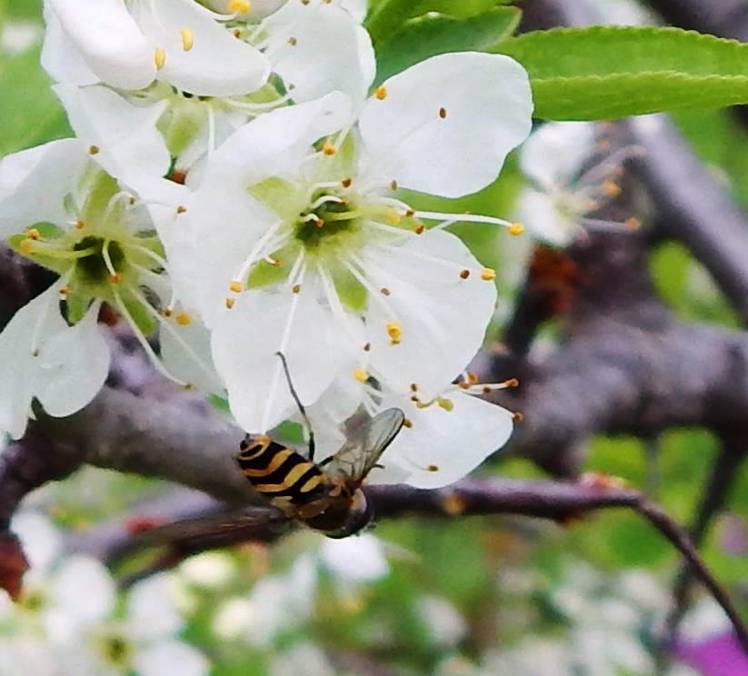 Syrphid Fly