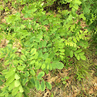 Black locust