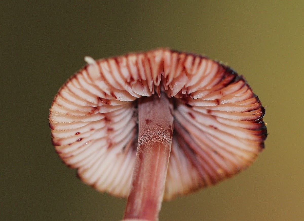 Bleeding Fairy Helmet