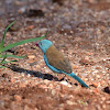 Blue-capped Cordon-bleu