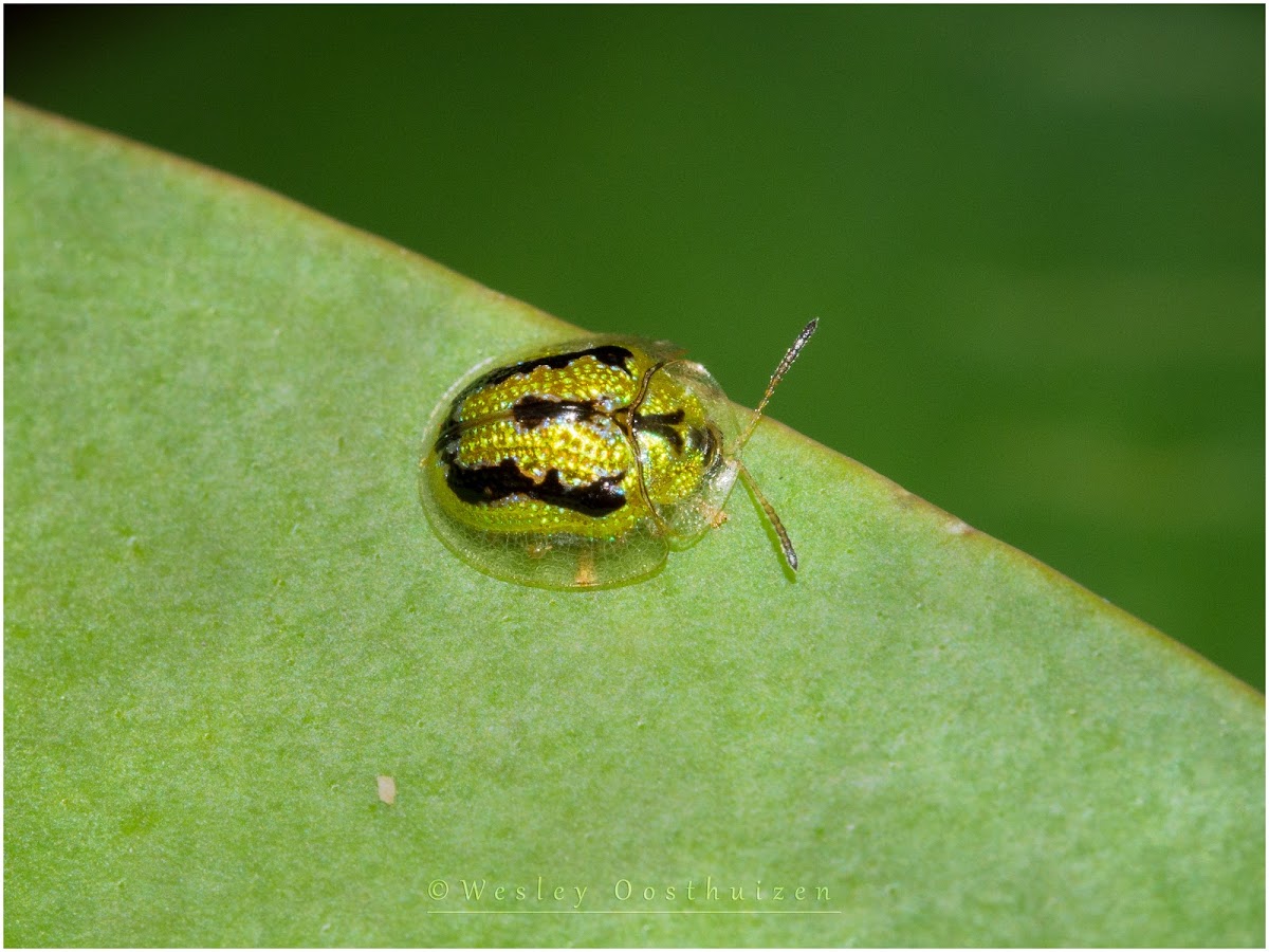 Tortoise Shell Beetle