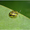 Tortoise Shell Beetle