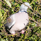 Woodpigeon