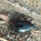 European Stag Beetle