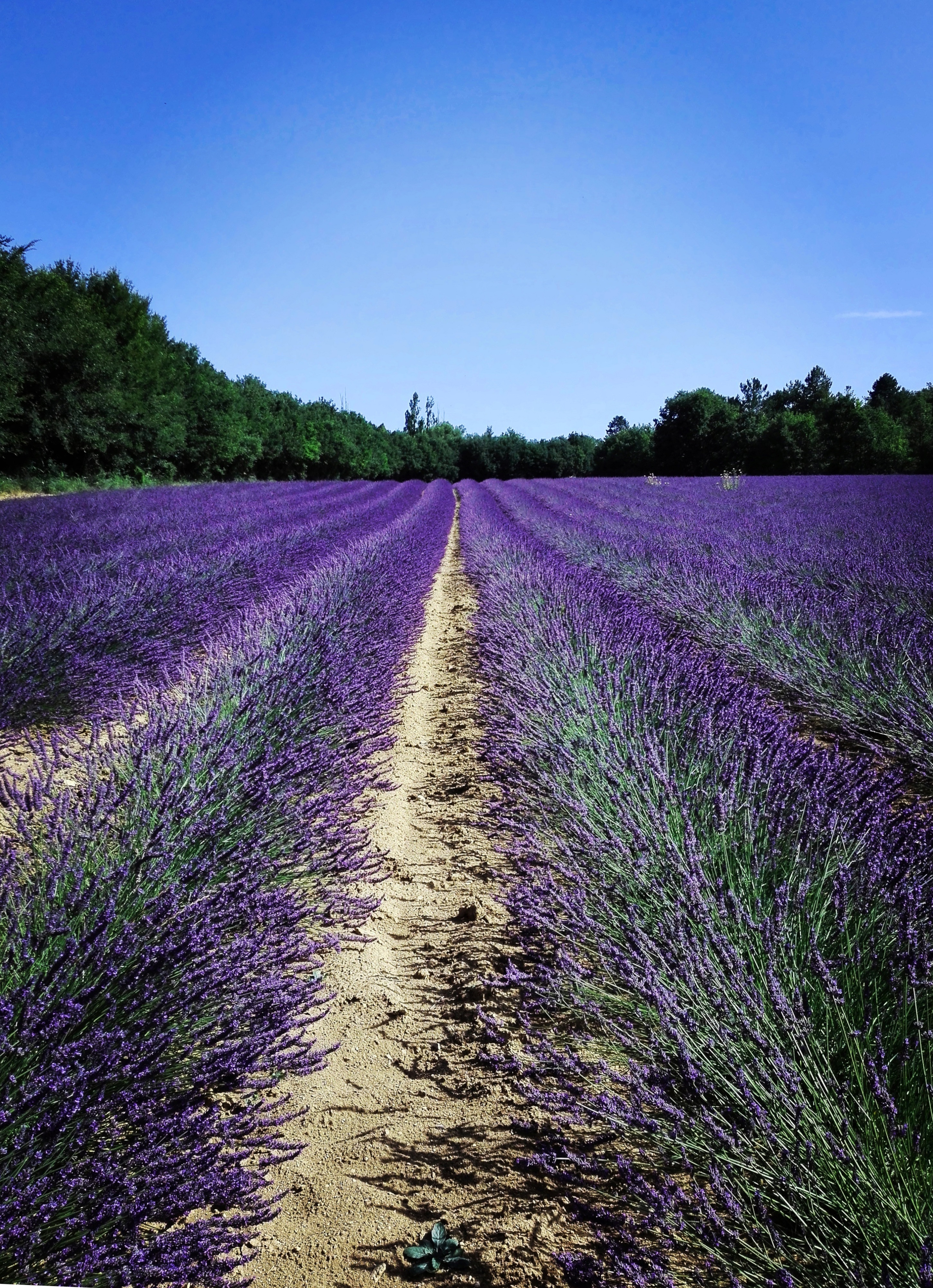 Lavanda di Giuls89