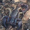 Western Forest Scorpion