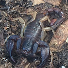 Western Forest Scorpion