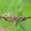 Grass Moth