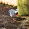 Bleeding Heart Dove