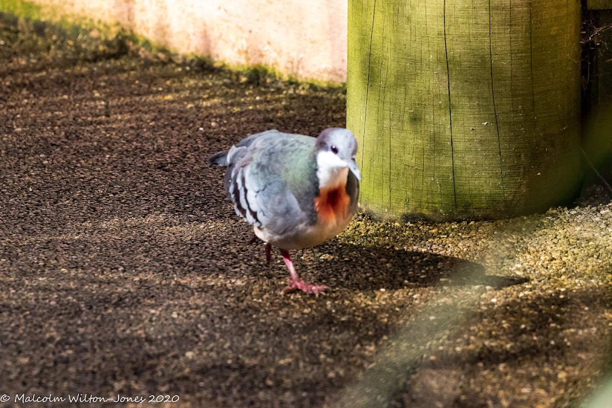 Bleeding Heart Dove