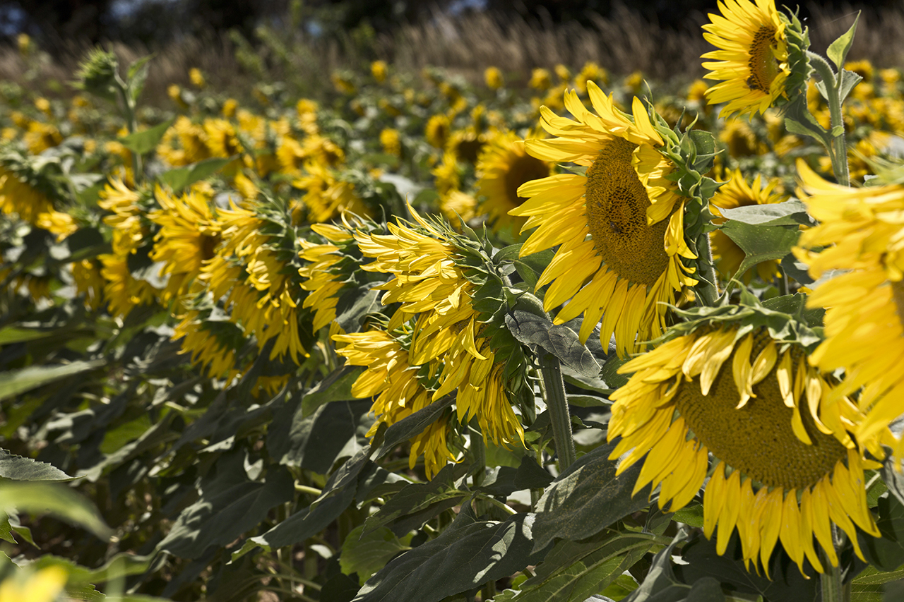 girasoli di luigino