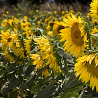 girasoli di 