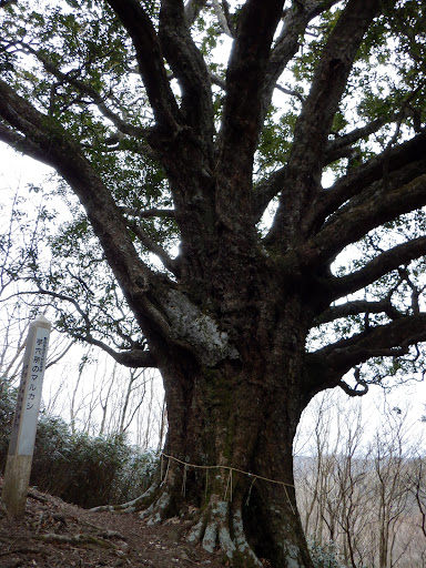 芋穴所のマルカシ