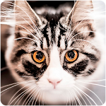 Cover Image of Baixar Cats Wallpapers 1.3 APK