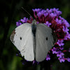 cabbage white butterfly