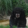 Chimpanzee