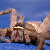 Huntsman spider