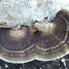 Bracket fungus