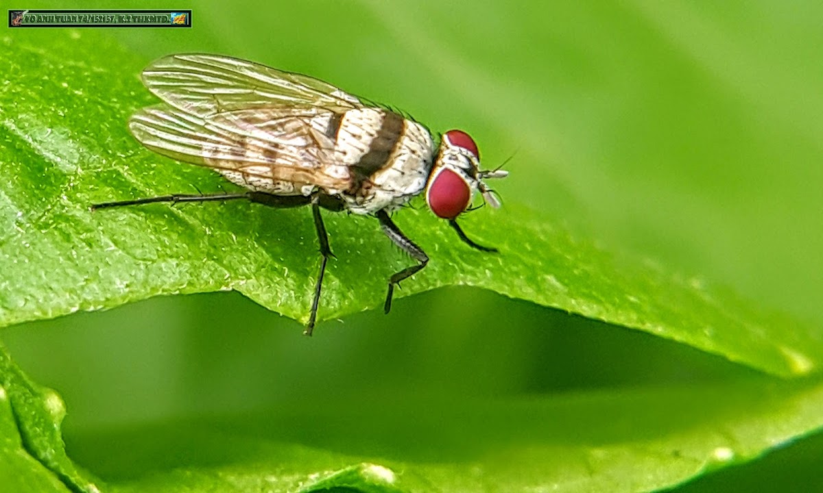 Root-maggot fly