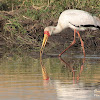 Yellow-billed stork