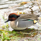 Green-winged Teal