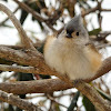 Tufted Titmouse