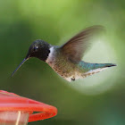 Black-chinned Hummingbird