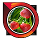 Download how to cultivate strawberries For PC Windows and Mac 1.0