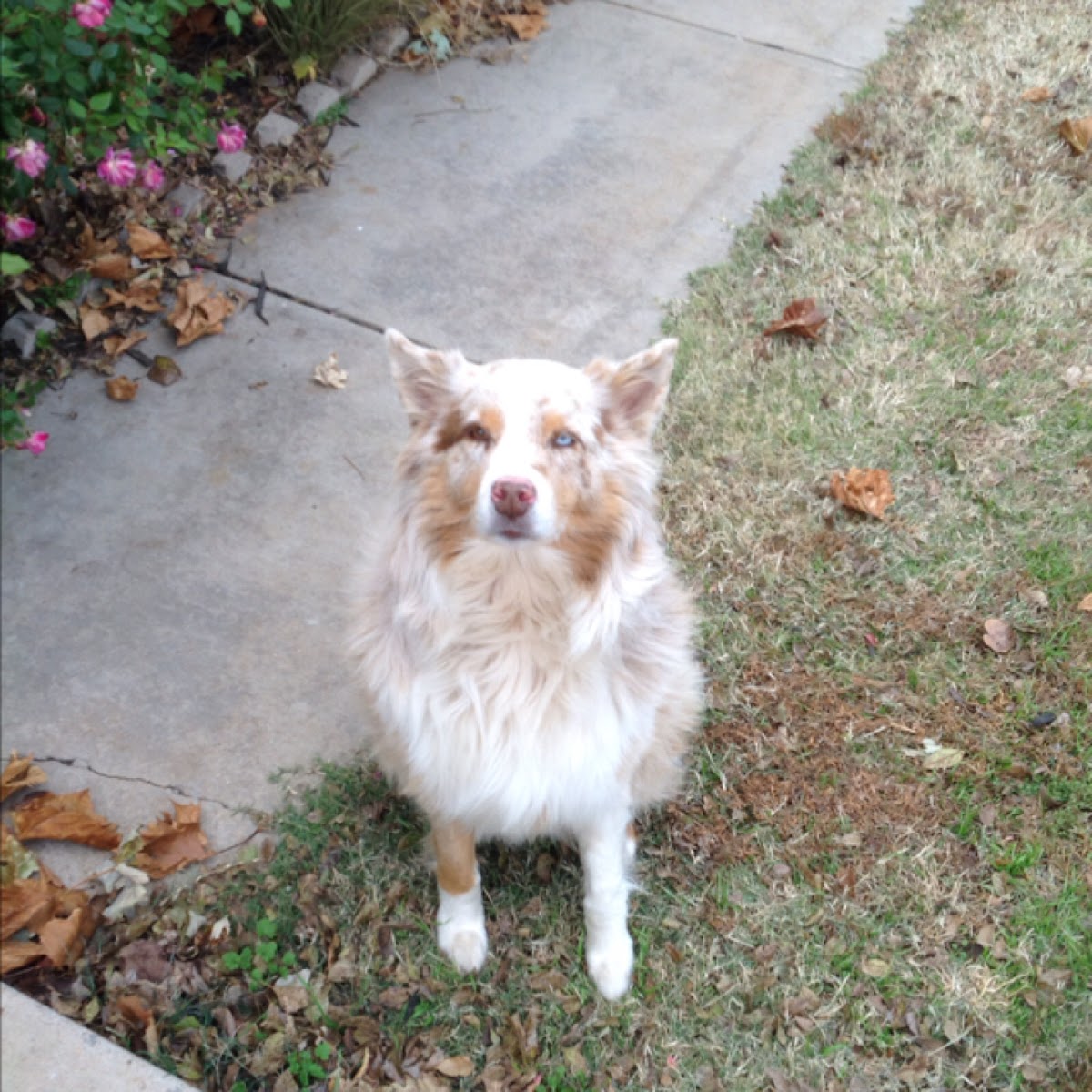 Australian sheperd